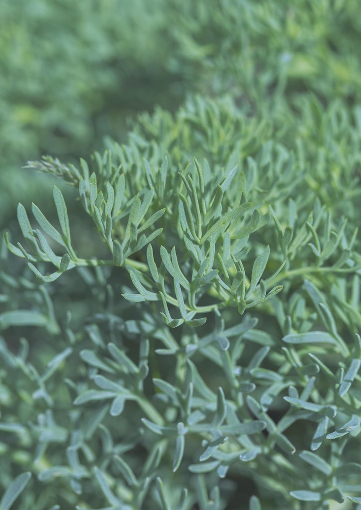 Aromatiques à l'Ombre : Cultivez la Fraîcheur et la Saveur – Herbes aromatiques | Aromatiques à l'Ombre : Cultivez la Fraîcheur et la Saveur - Herbes aromatiques -