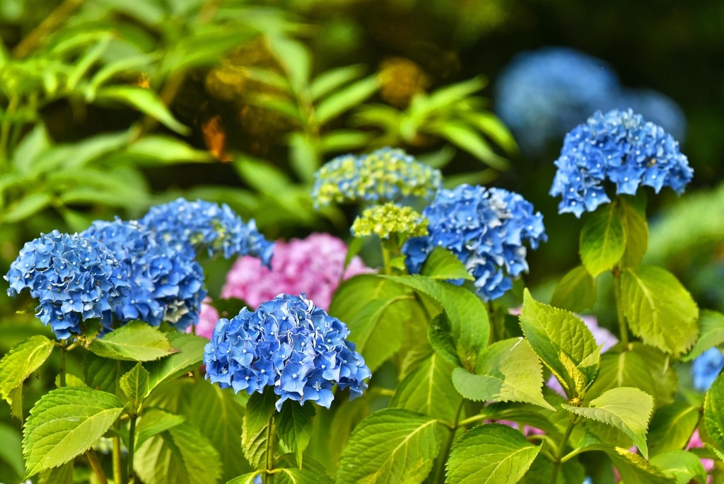 Hortensia : Éclats Estivaux d'un Arbuste Enchanteur - Apprentissage -