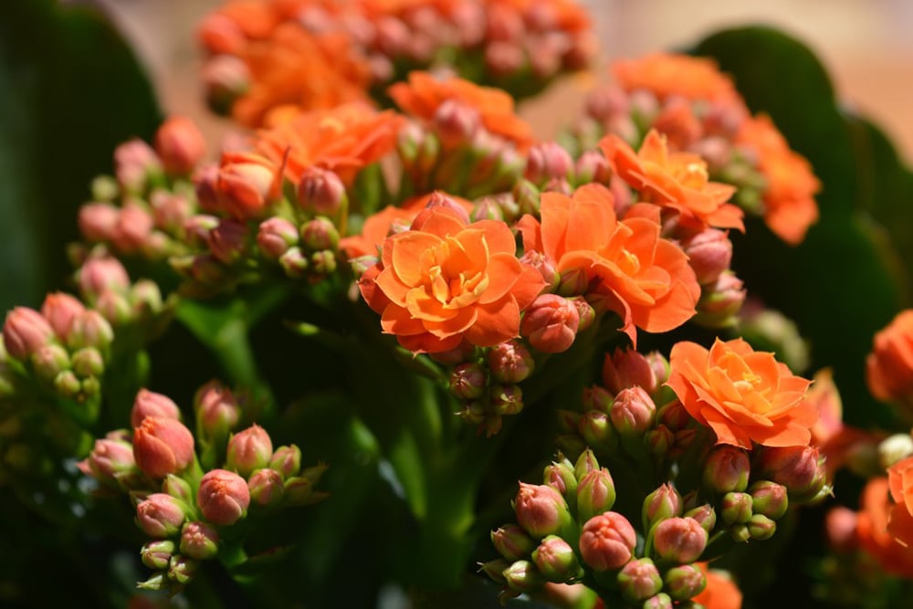 Conseils pour Revitaliser la Floraison du Kalanchoé - Fleur -