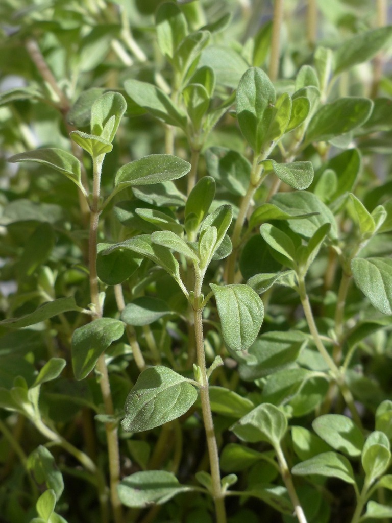 Cultiver et Utiliser la Marjolaine dans votre Potager – Herbes aromatiques | Cultiver et Utiliser la Marjolaine dans votre Potager - Herbes aromatiques -