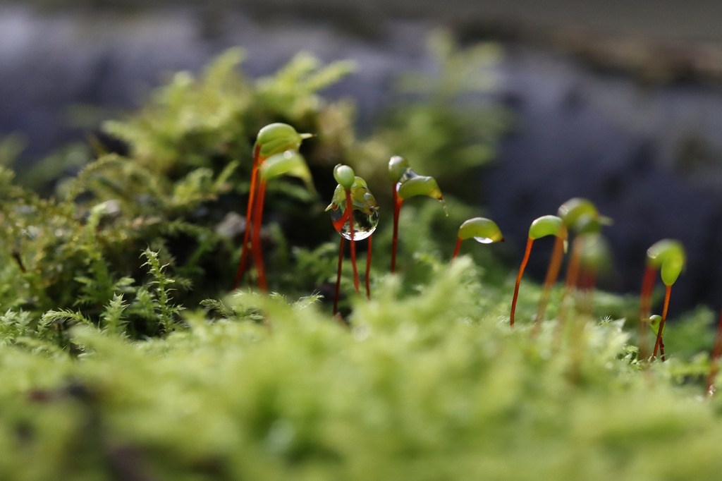 Utilisation Astucieuse de la Mousse du Jardin : Diverses Idées pour la Valoriser - Le saviez-vous -
