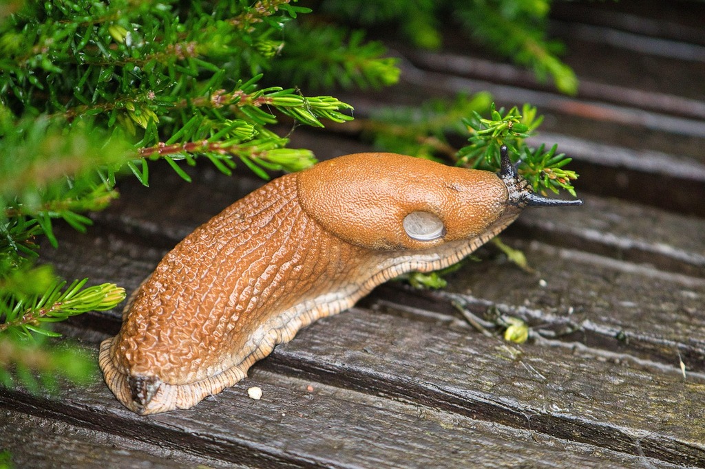 Combat des Limaces : Solutions Testées par les Jardiniers – Aménagement | Combat des Limaces : Solutions Testées par les Jardiniers - Aménagement -