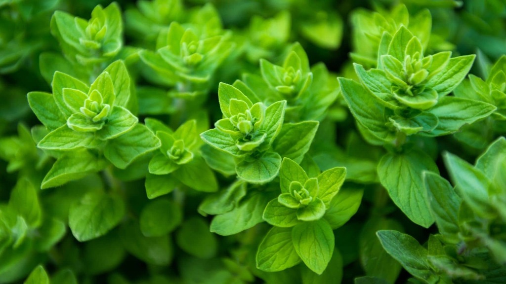 Découvrez les Multiples Vertus de l'Origan : Votre Allié Culinaire et Médicinal – Herbes aromatiques | Découvrez les Multiples Vertus de l'Origan : Votre Allié Culinaire et Médicinal - Herbes aromatiques -
