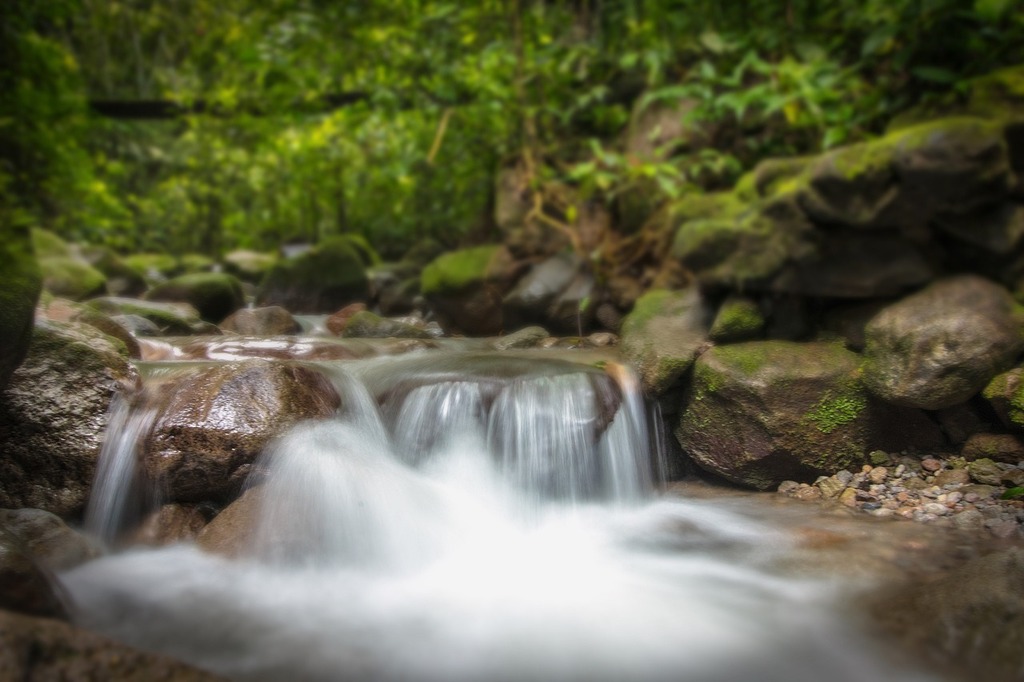 15 Astuces pour Réduire la Consommation d'Eau au Jardin - végétaux -