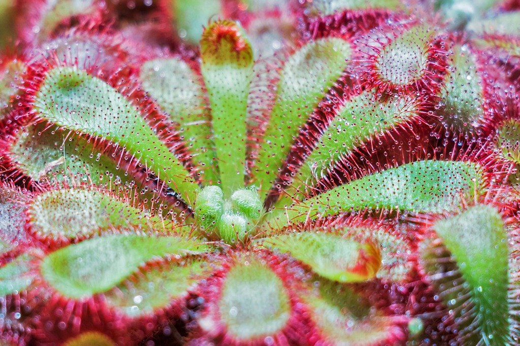 Découverte des Plantes Carnivores : Un Monde Fascinant à Explorer – Apprentissage | Découverte des Plantes Carnivores : Un Monde Fascinant à Explorer - Apprentissage -