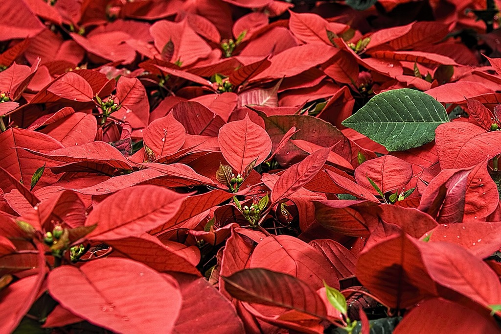 Élégance florale pour un Noël féérique : Guide des Plantes pour Sublimer Votre Intérieur - Aménagement -