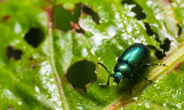 Défense du Potager : Identification et Contrôle des Ravageurs Courants des Légumes – Aménagement | Défense du Potager : Identification et Contrôle des Ravageurs Courants des Légumes - Aménagement -