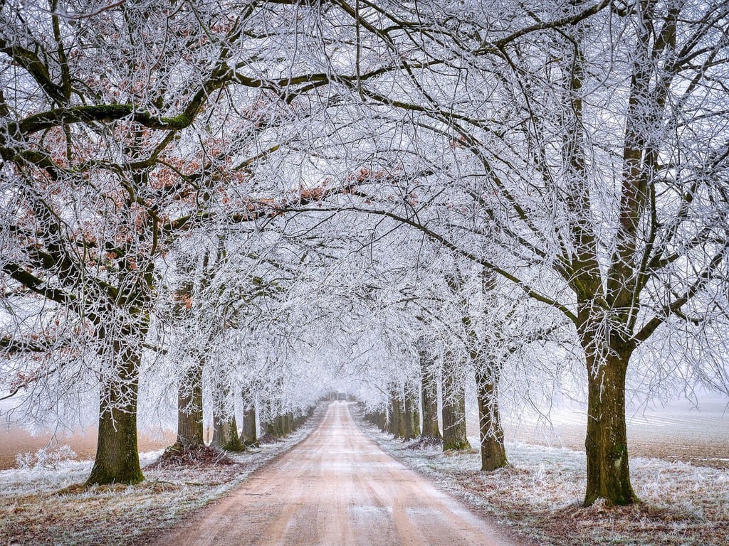 Entretien d'Hiver pour les Arbres : Protéger la Santé de vos Fruitiers avec des Pratiques Essentielles – Aménagement | Entretien d'Hiver pour les Arbres : Protéger la Santé de vos Fruitiers avec des Pratiques Essentielles - Aménagement -