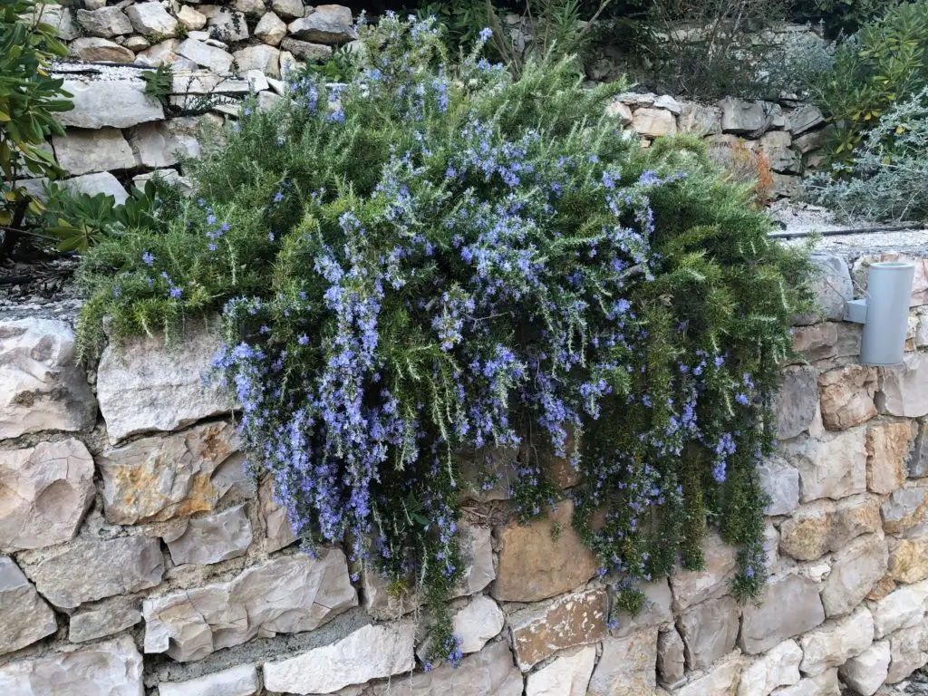 Le Romarin : Trésor Méditerranéen aux Arômes Puissants et Vertus Culinaires – Apprentissage | Le Romarin : Trésor Méditerranéen aux Arômes Puissants et Vertus Culinaires - Apprentissage -