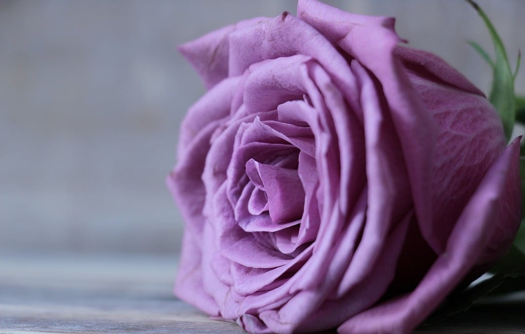 Voyage Enchanté au Cœur des Roses Violettes : Des Variétés Extraordinaires pour un Jardin Mystique – Aménagement | Voyage Enchanté au Cœur des Roses Violettes : Des Variétés Extraordinaires pour un Jardin Mystique - Aménagement -