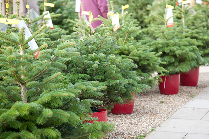 Sapin de Noël en Pot : Un Choix Écologique et Pratique - Le saviez-vous -