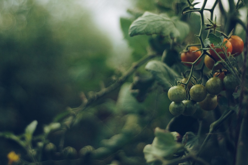 Prévenir l'éclatement des Tomates : Causes, Solutions et Variétés Résistantes – Apprentissage | Prévenir l'éclatement des Tomates : Causes, Solutions et Variétés Résistantes - Apprentissage -