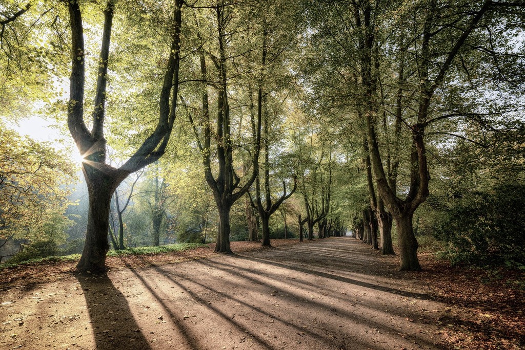 Jardiner sous la Canopée : Défis et Astuces pour un Jardin Lumineux – Le saviez-vous | Jardiner sous la Canopée : Défis et Astuces pour un Jardin Lumineux - Le saviez-vous -