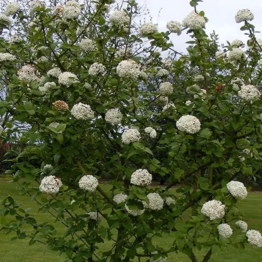 Les Vibrantes Viornes : Une Symphonie Parfumée dans Votre Jardin - Aménagement -