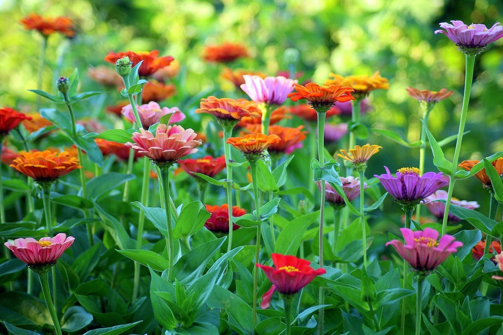 Zinnia: Éclat Floral en Jardinière et en Bouquet - Aménagement -