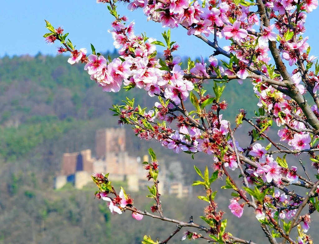 🍎 Quels fruitiers peuvent être plantés tôt… et lesquels doivent attendre – Aménagement | 🍎 Quels fruitiers peuvent être plantés tôt… et lesquels doivent attendre - Aménagement -