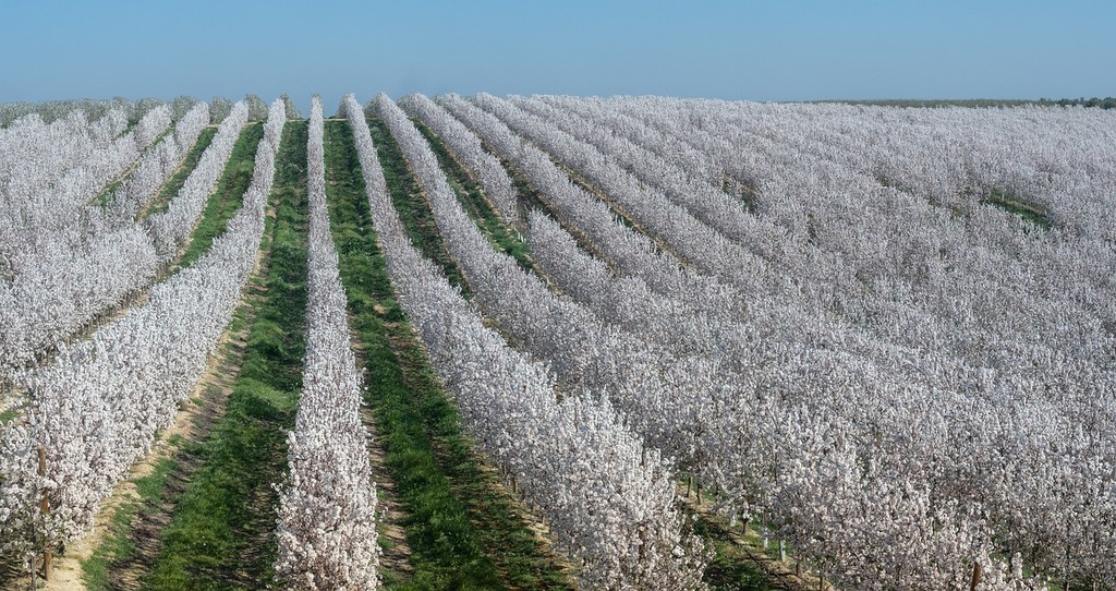🌿 Choisir les bons fruitiers pour le climat nordique : éviter les mauvaises surprises - Aménagement -