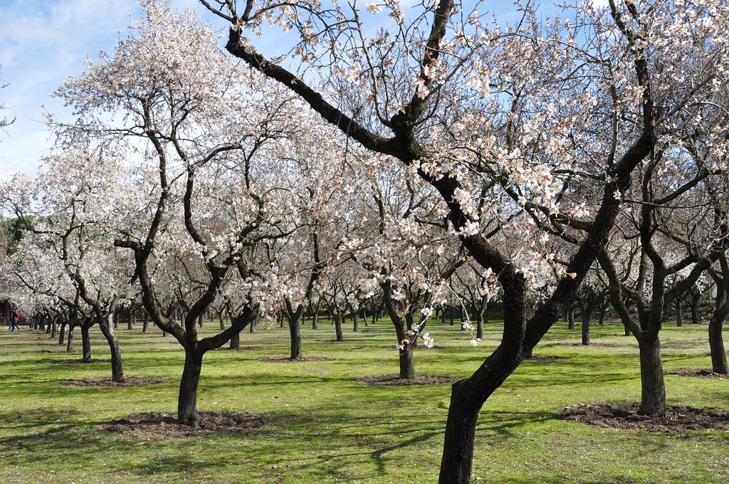 🌳 L’importance de la diversité dans une forêt nourricière - Uncategorized -