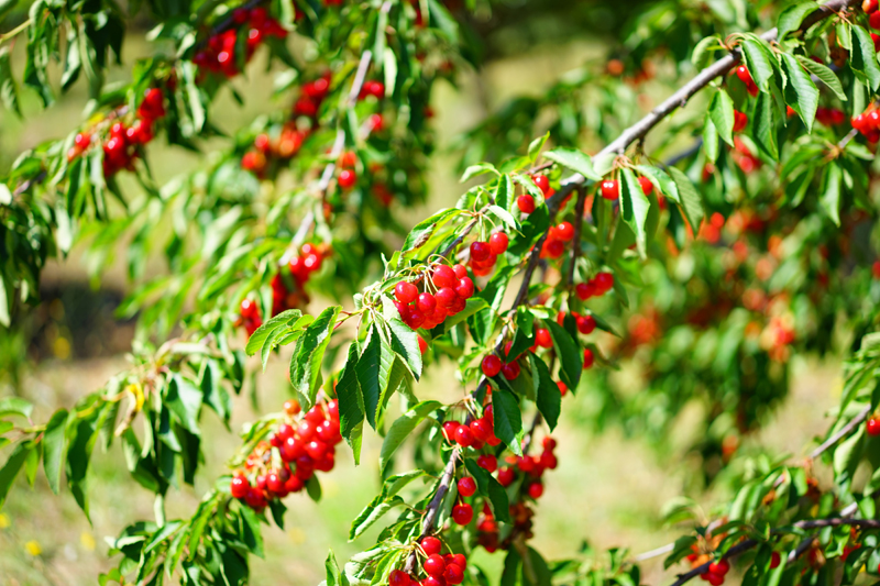 🌳 Suivi et entretien des fruitiers en juin : croissance et premières récoltes – Aménagement | 🌳 Suivi et entretien des fruitiers en juin : croissance et premières récoltes - Aménagement -