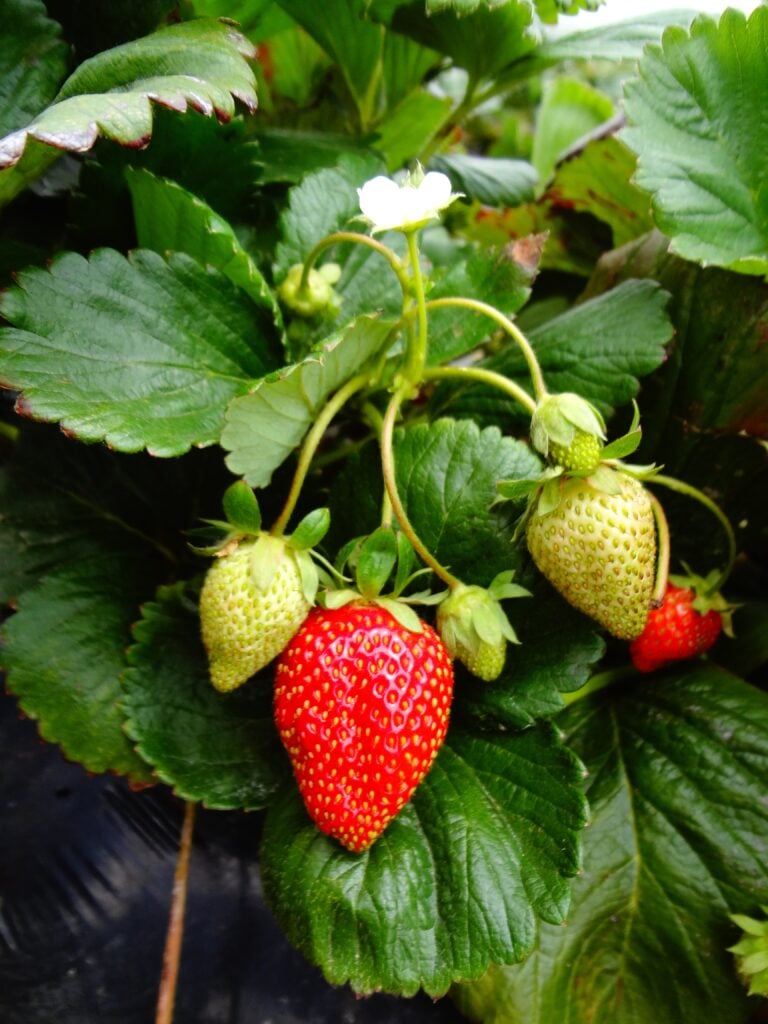 🍓 Variétés de fruitiers à surveiller et à récolter en juin – Aménagement | 🍓 Variétés de fruitiers à surveiller et à récolter en juin - Aménagement -