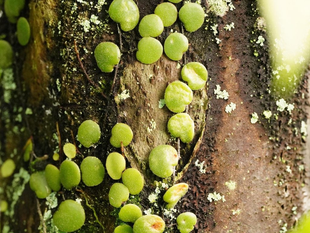 🌿 Associer plantes compagnes et fruitiers pour un système résilient – Aménagement | 🌿 Associer plantes compagnes et fruitiers pour un système résilient - Aménagement -
