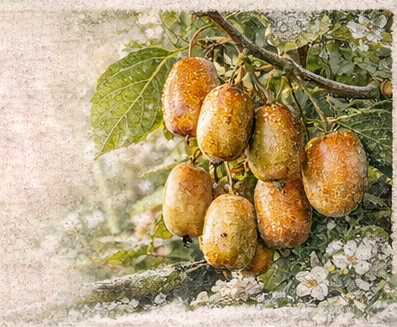 🥝 Actinidia polygama “Hot Pepper” – Notre nouveauté 2026 - Haie -