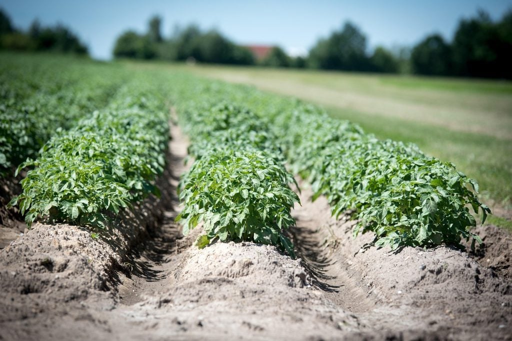 Cultiver les Pommes de Terre : Un Basique au Potager – Apprentissage | pomme de terre en champs