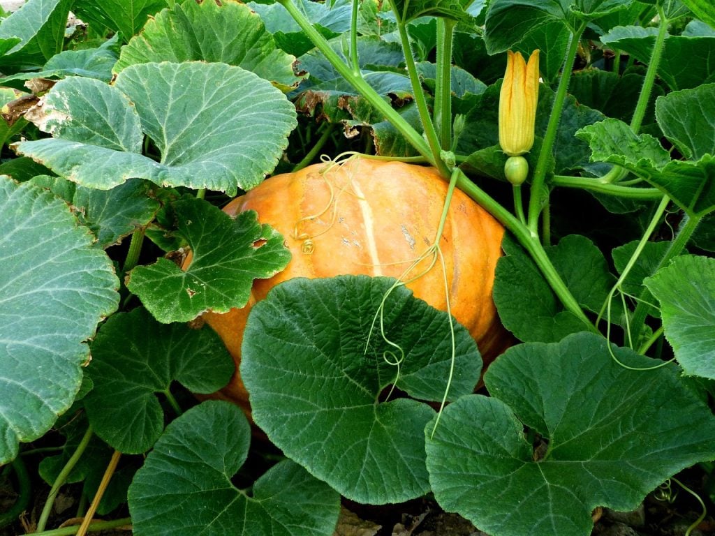 Cultiver les Potirons : Conseils de Semis, de Plantation et de Soins – Apprentissage | courge et citrouille culture