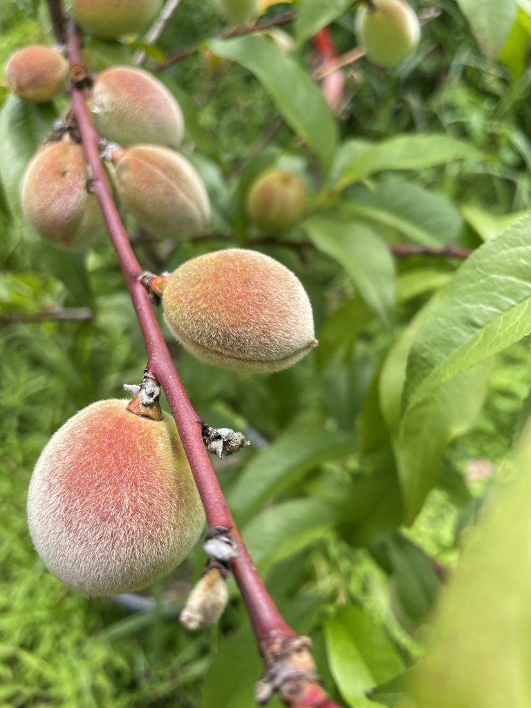 pêcher