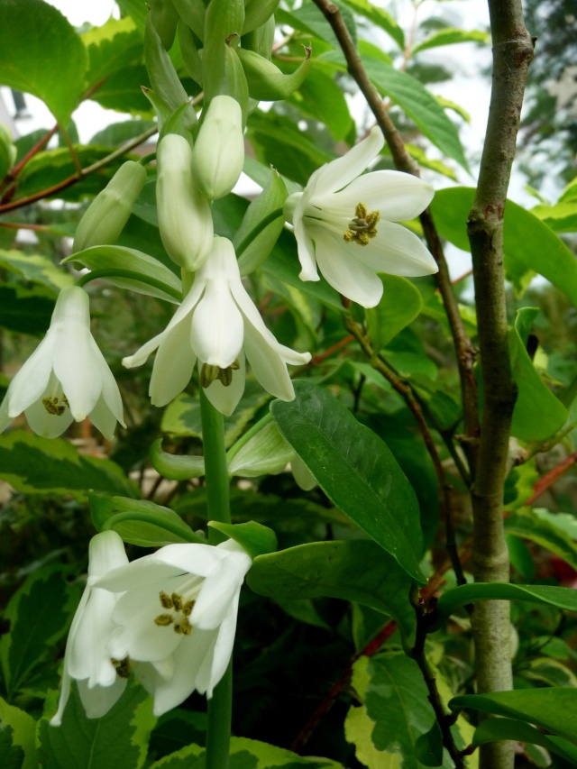Élégance Estivale : Galtonia candicans, la Jacinthe du Cap – Aménagement | jacinthe du cap