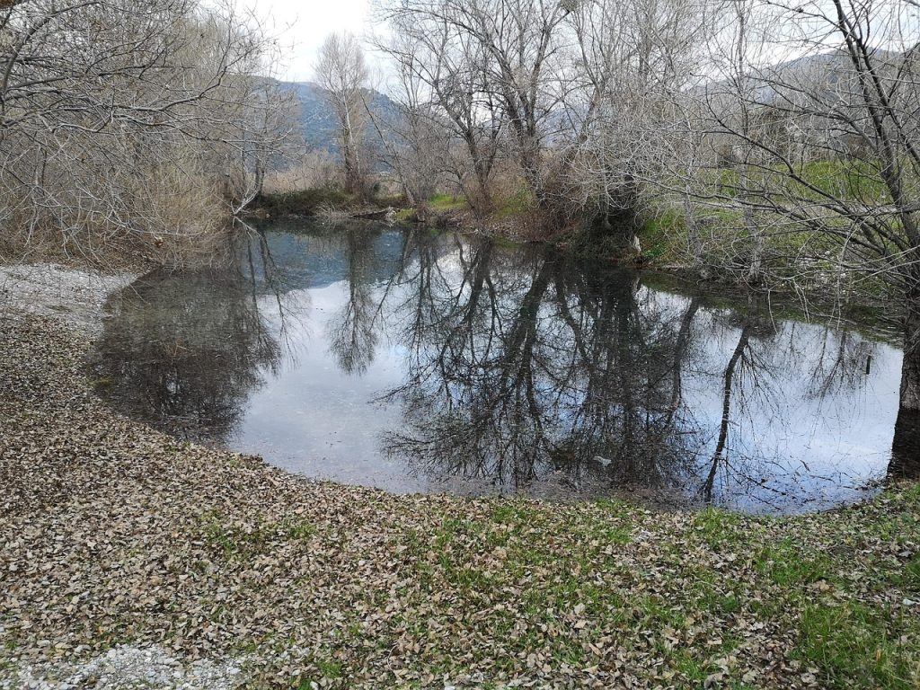 Enrichir la Vie Aquatique : Guide pour Favoriser la Biodiversité au Bassin – Bassin | étang et bassin