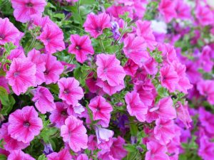 Blog – | pétunia
