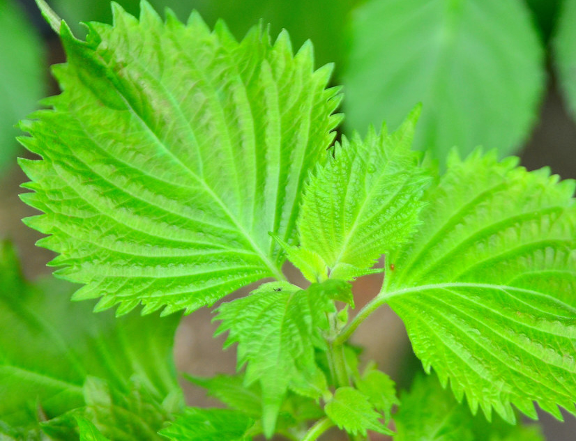 Découvrir le Shiso, une Plante aux Multiples Vertus - Le saviez-vous -