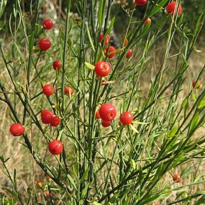 rouvet alba