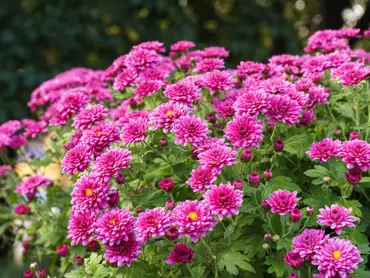 chrysanthème