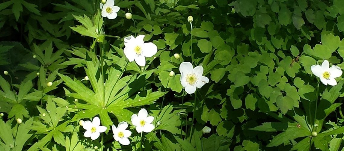 anemone du canada