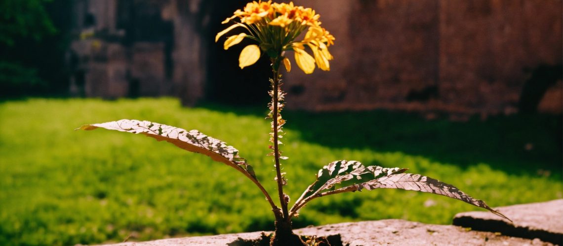 A beautiful flower growing from ash in an ancient