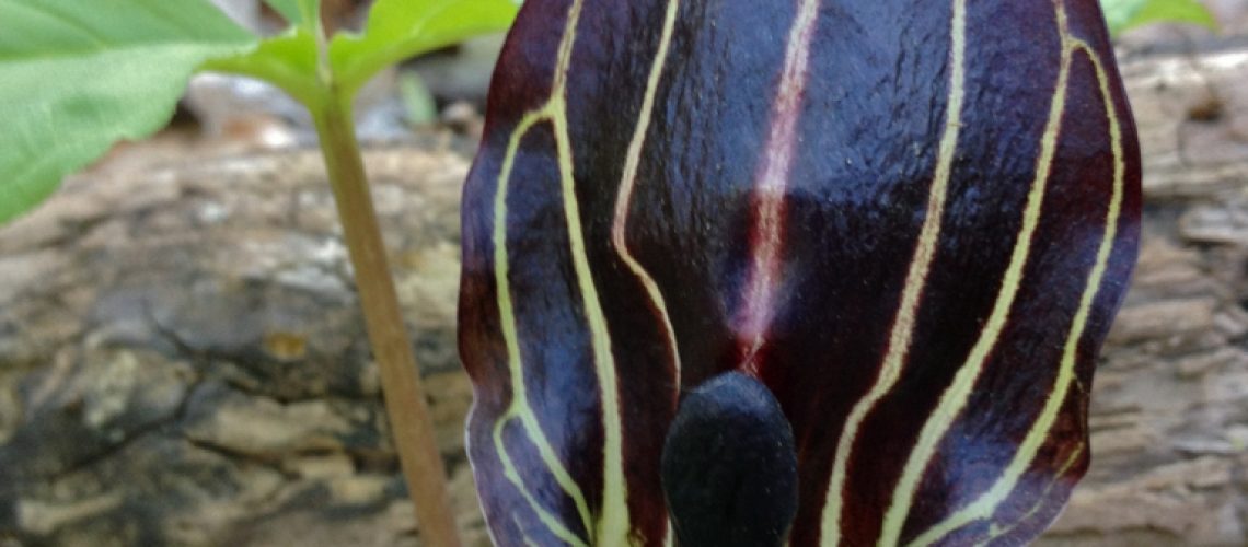 Arisaema triphyllum