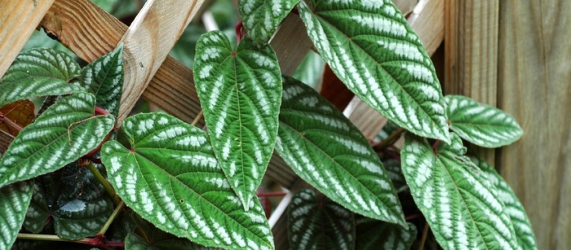 Begonia Discolor
