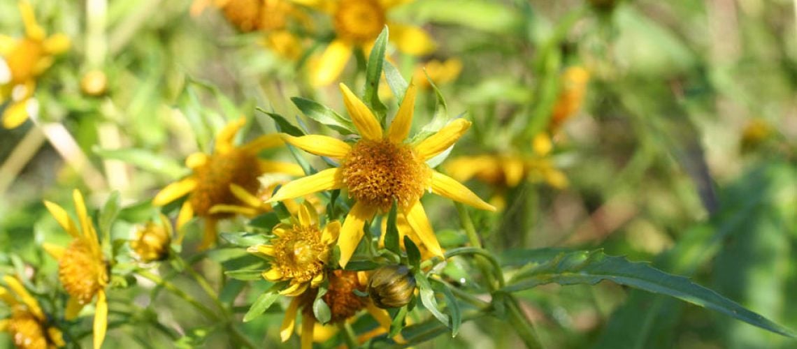 Bidens_cernua