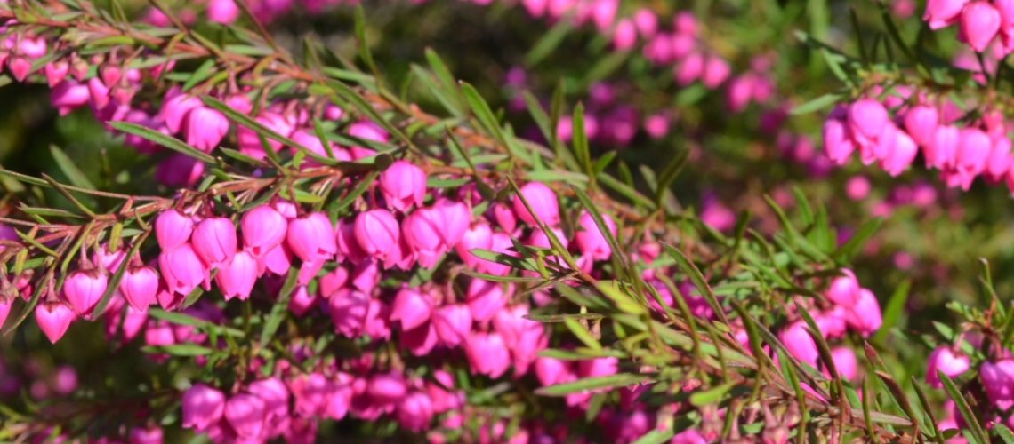 Boronia heterophylla