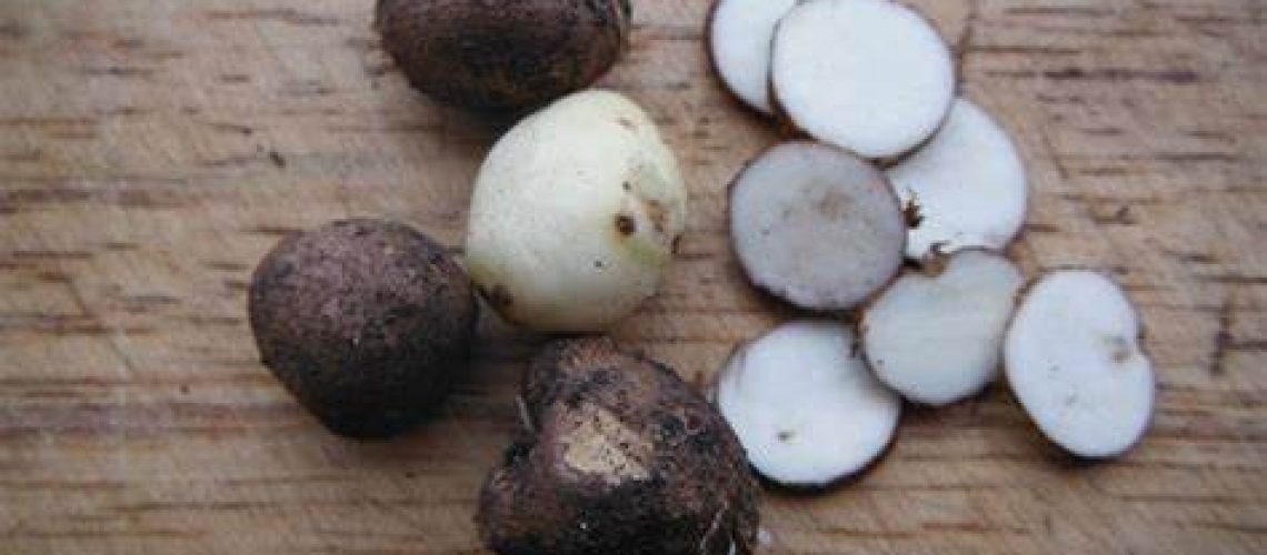 Bunium bulbocastanum