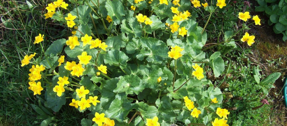 Caltha palustris
