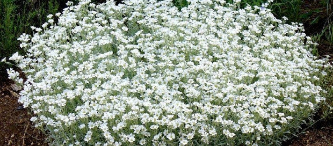 Cerastium tomentosum
