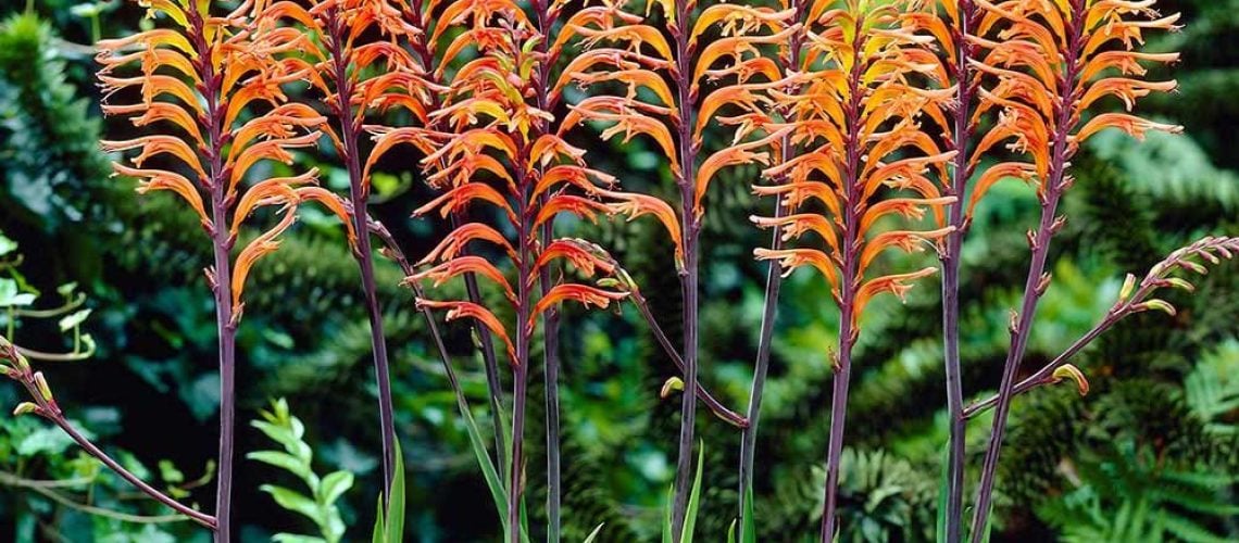 Chasmanthe floribunda
