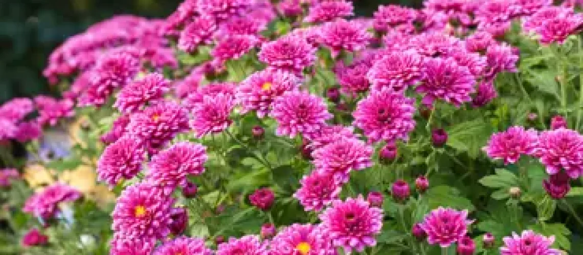 chrysanthème