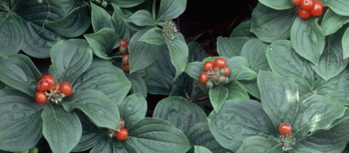 Cornus canadensis