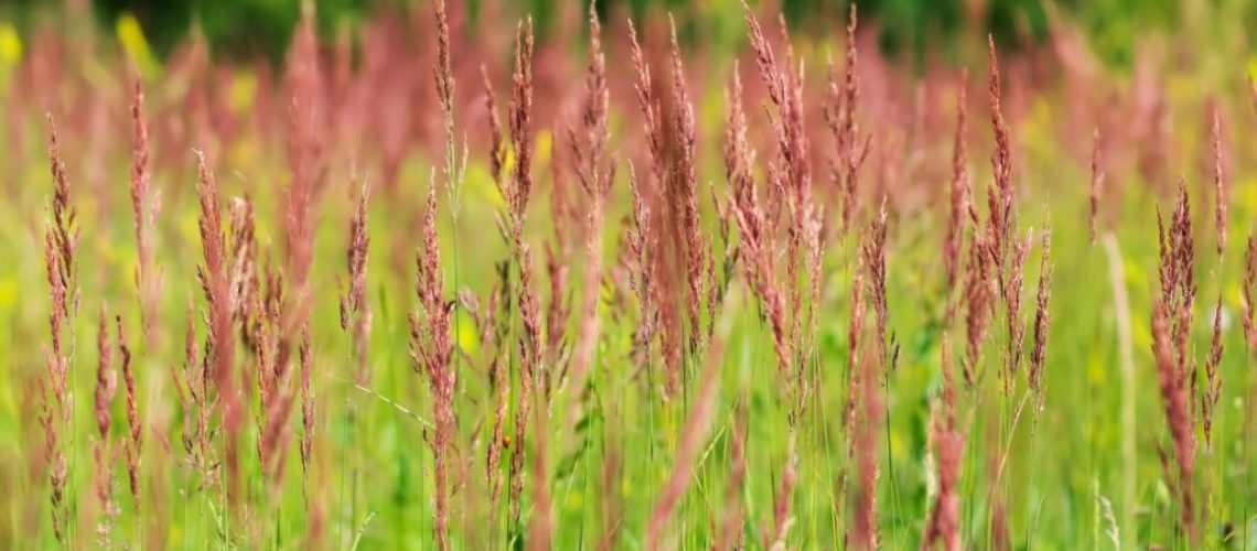 Festuca rubra
