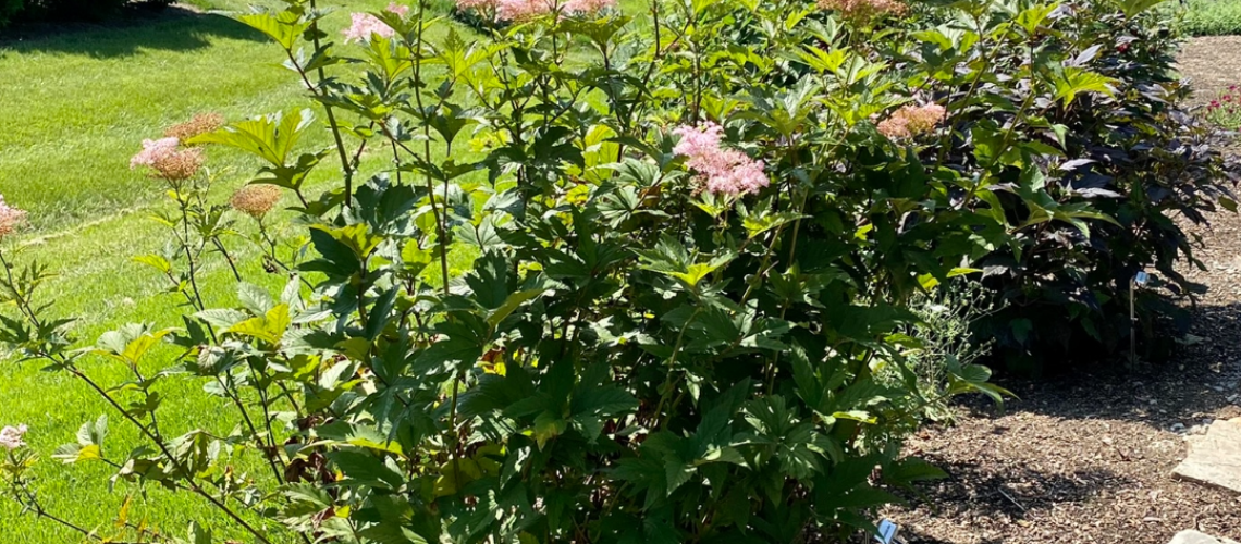 Filipendula rubra
