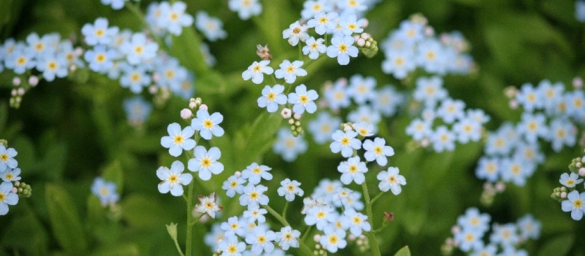 Myosotis laxiflore